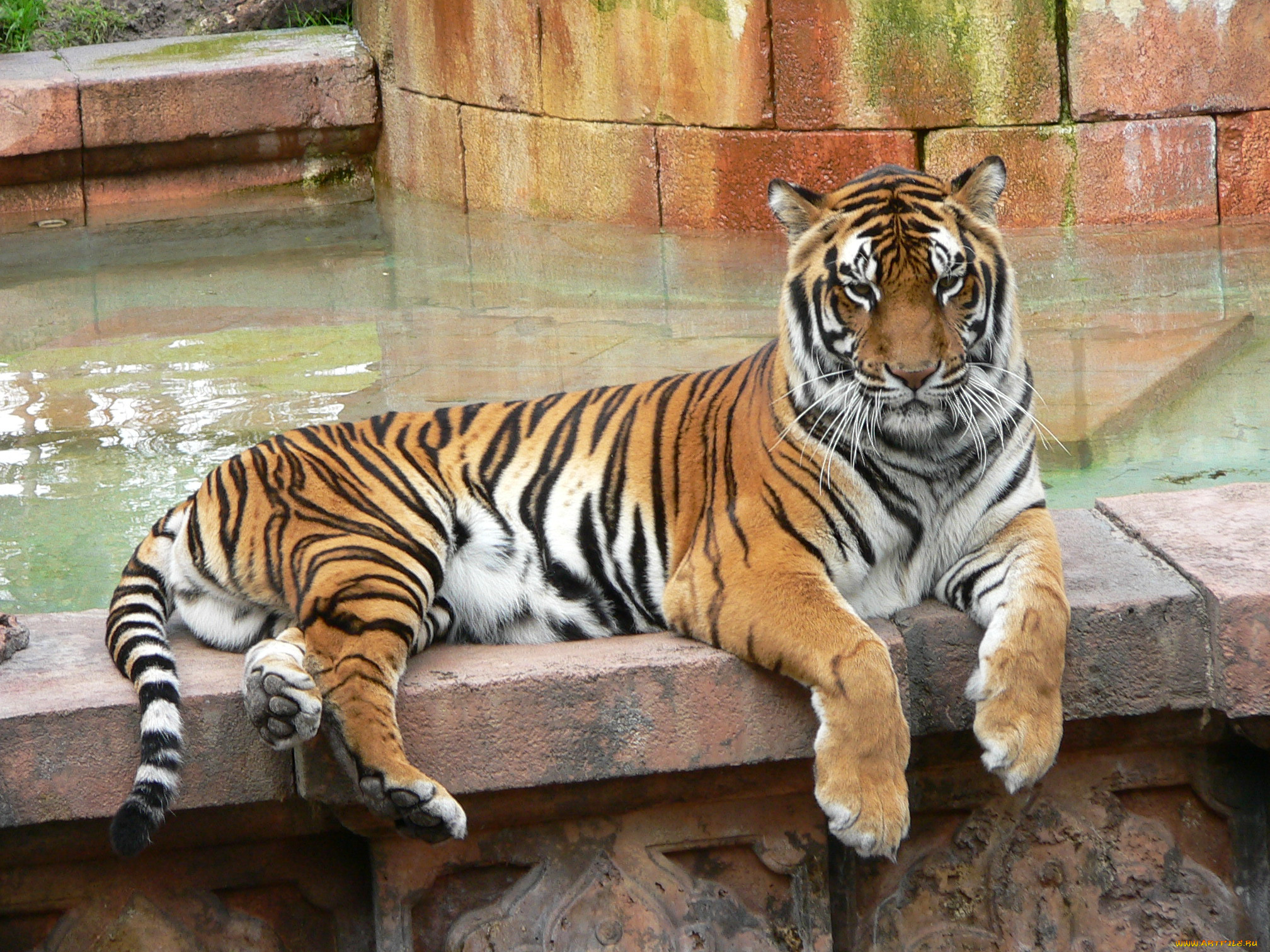 Фотография с тигром